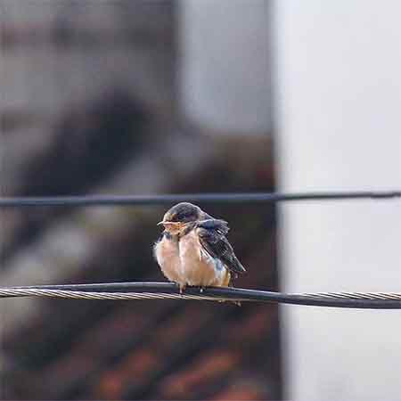 دانلود آهنگ فاطی هادی منجی